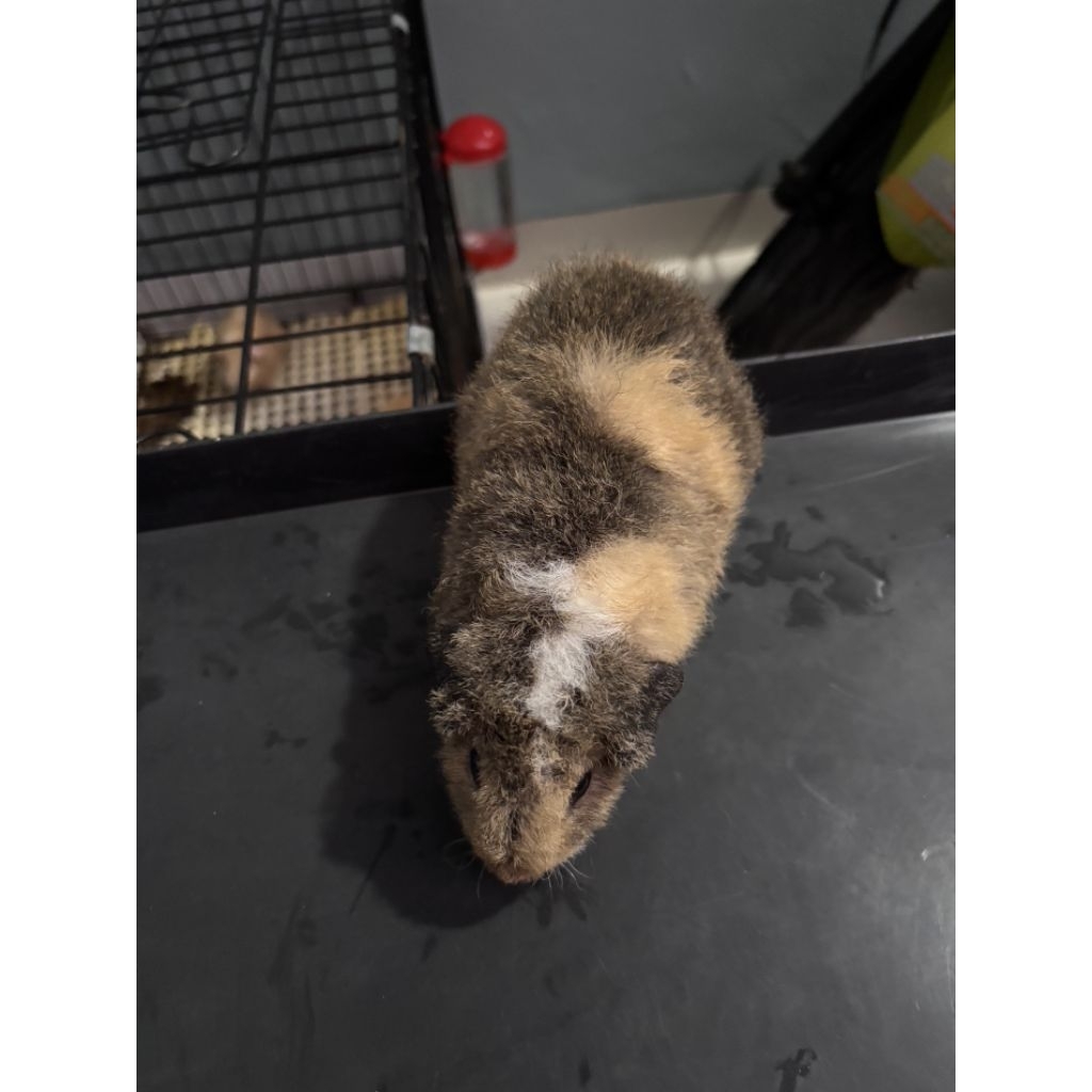 Guinea Pig Teddy / Marmut Hias