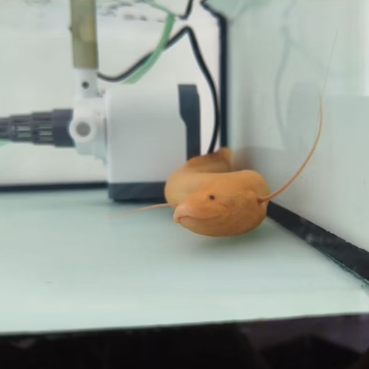 Lungfish Albino Dolloi 34cm