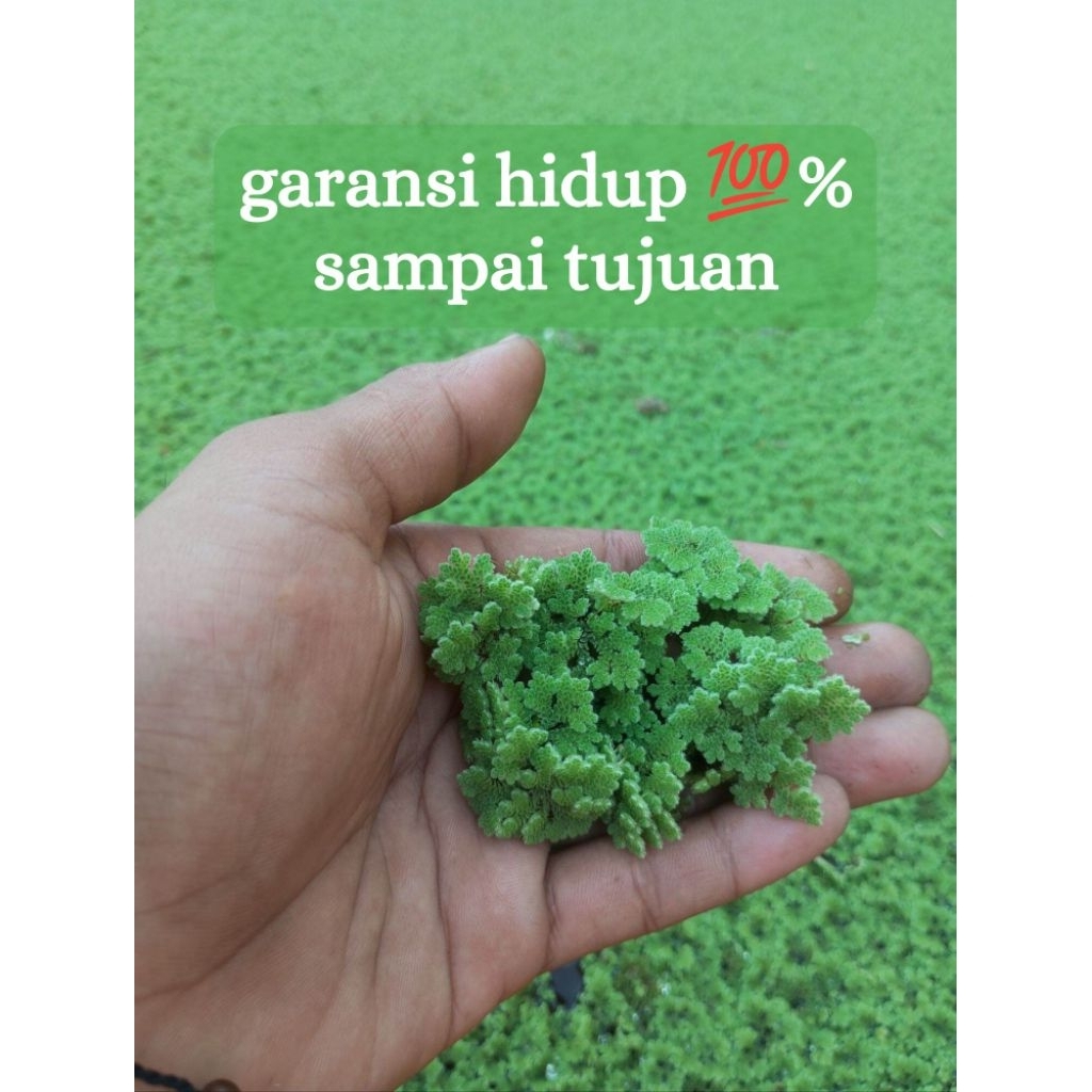 indukan bibit azolla pakan super untuk ternak ikan nila gurame lele patin ayam sapi kambing bebek dl