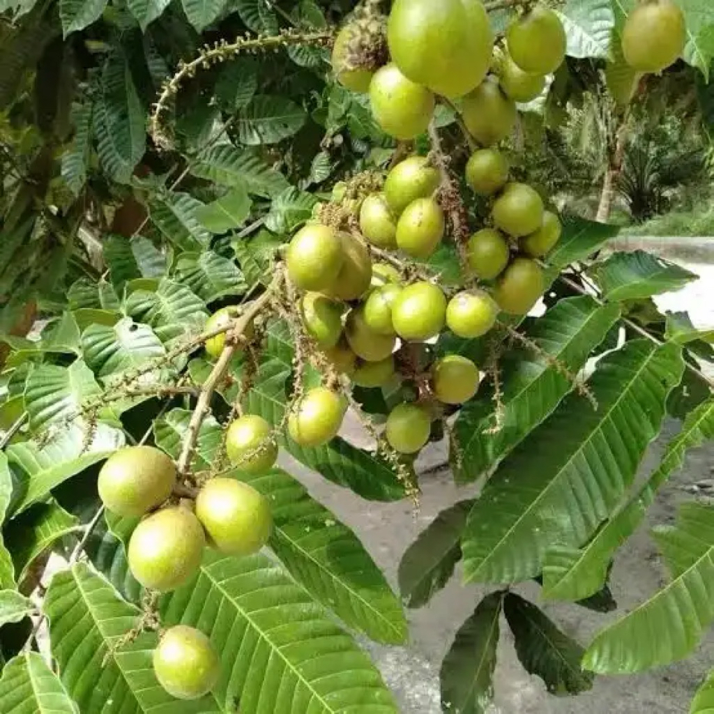 matoa hijau Kalimantan