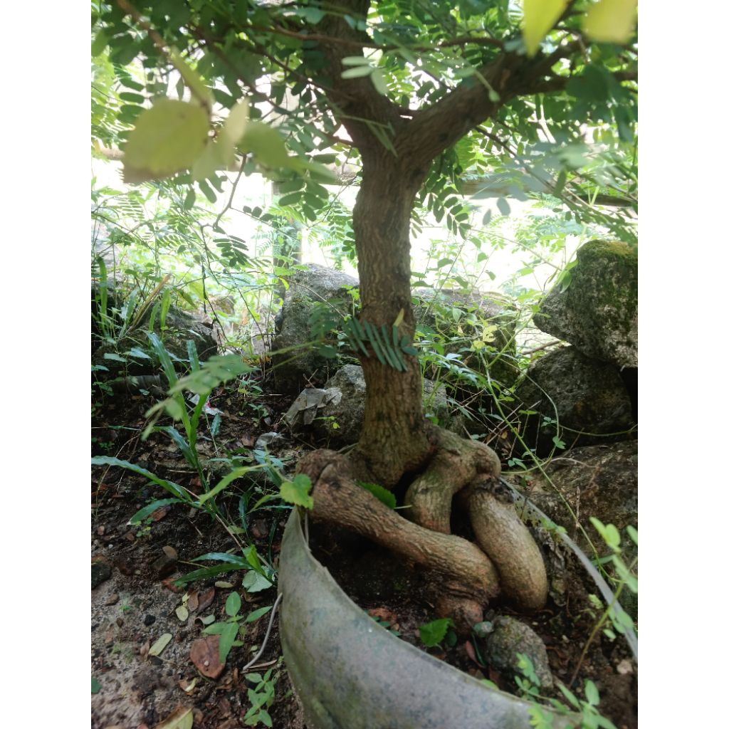 bonsai asem