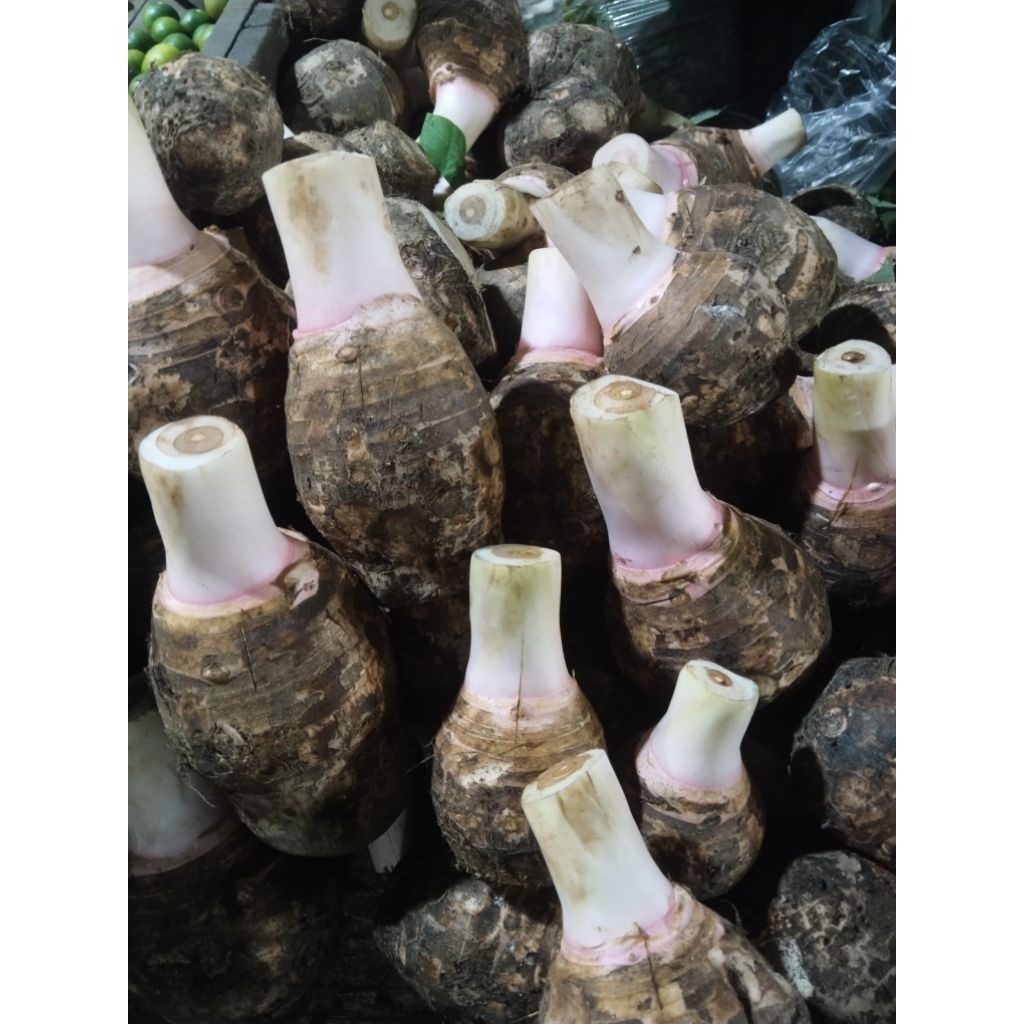 [PREMIUM] Talas Bogor Asli 2Kg (Talas Sutra) Pulen & Legit