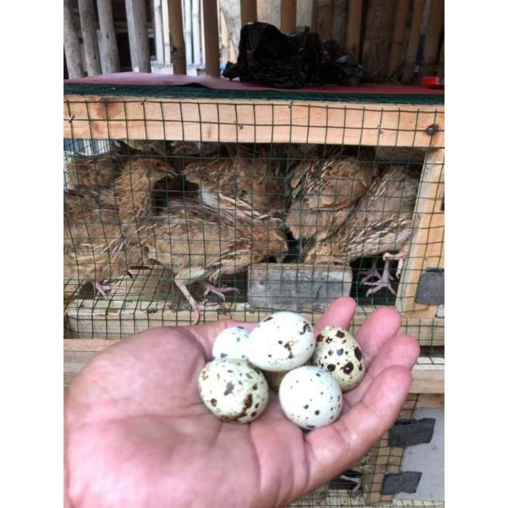 BURUNG PUYUH CEWE PET TELUR HIDUP