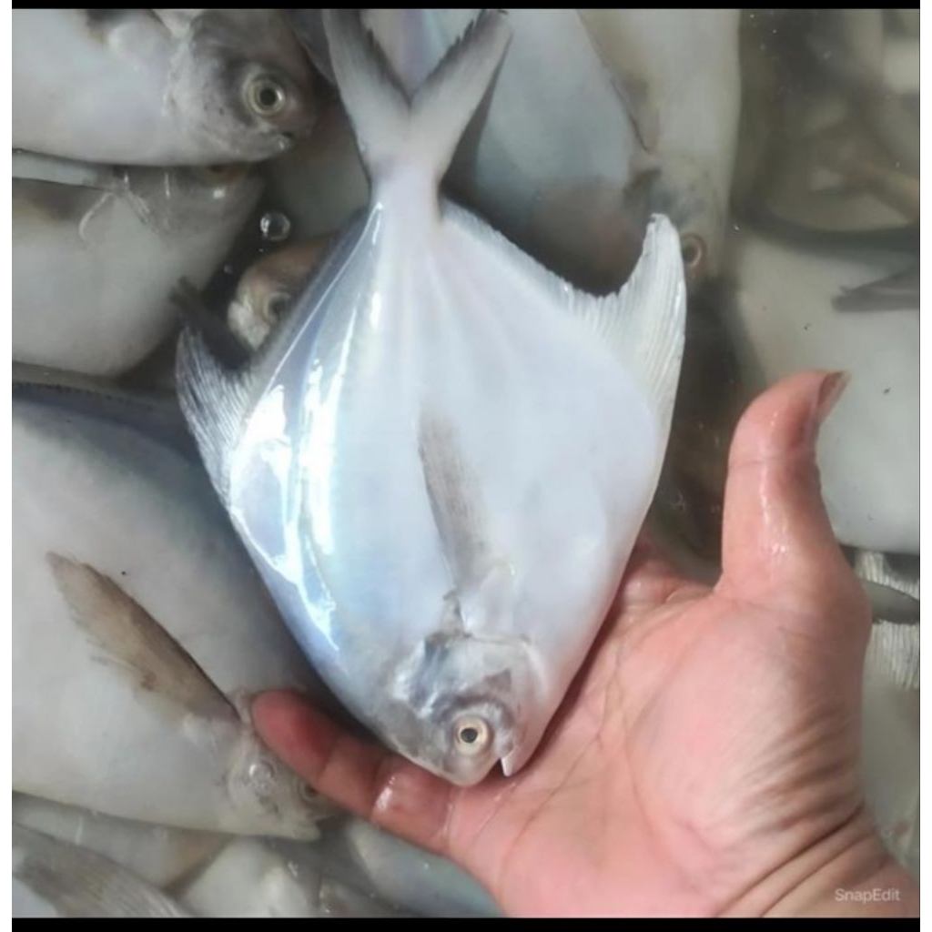 ikan bawal putih