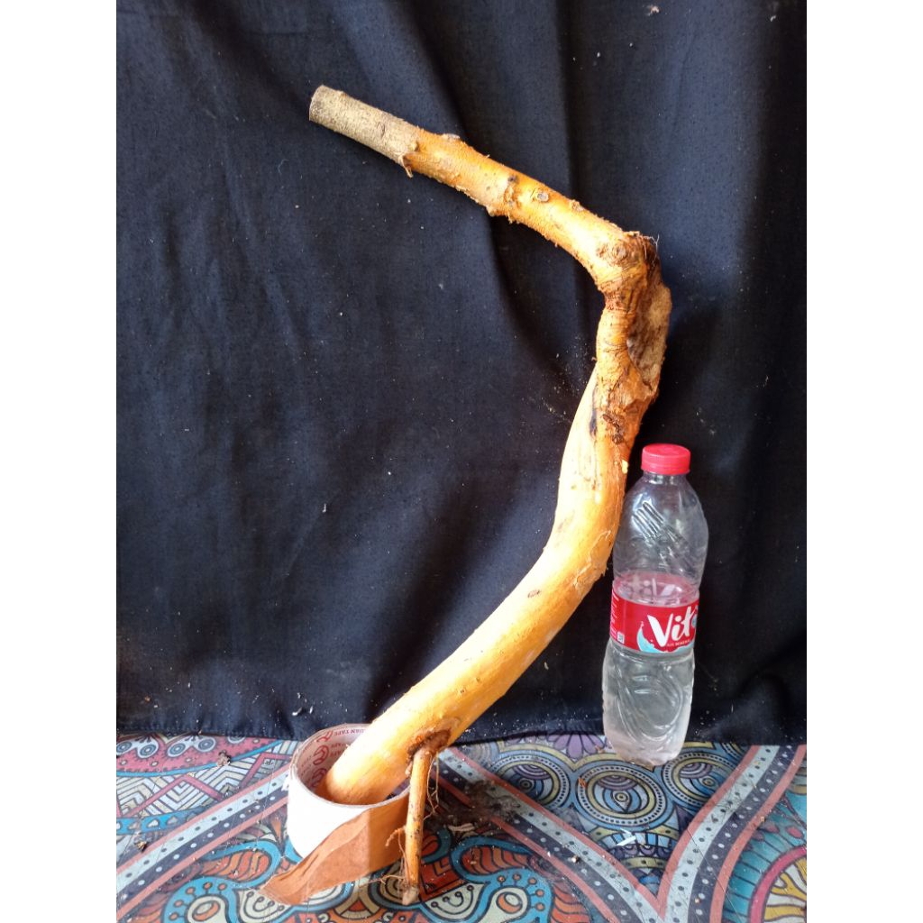 Bahan bonsai sisir kaliage