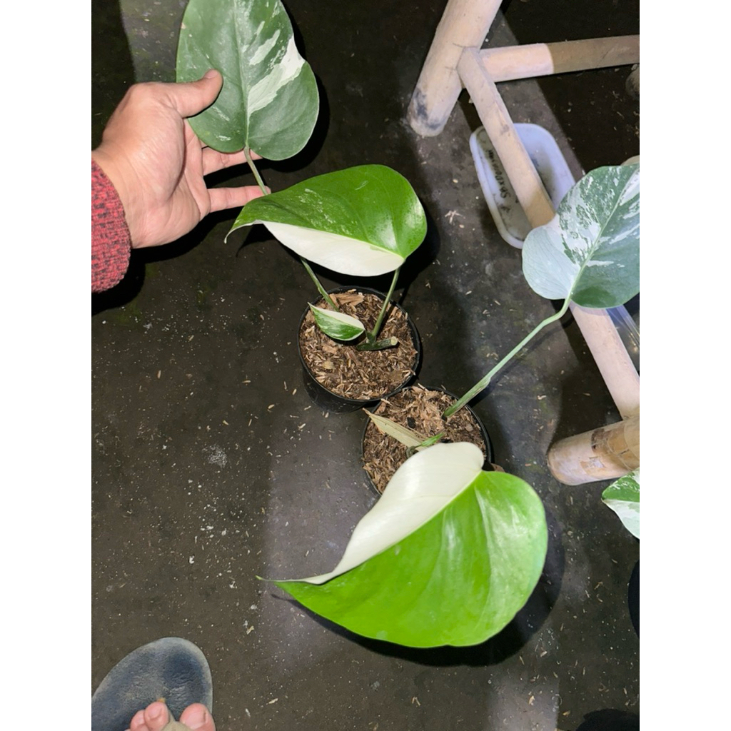 Tanaman Hias Monvar halfmoon / Monstera Variegata halfmoon