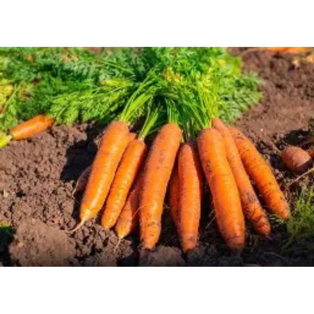 Wortel - Aneka Bibit Sayur sayuran dan Buah buahan