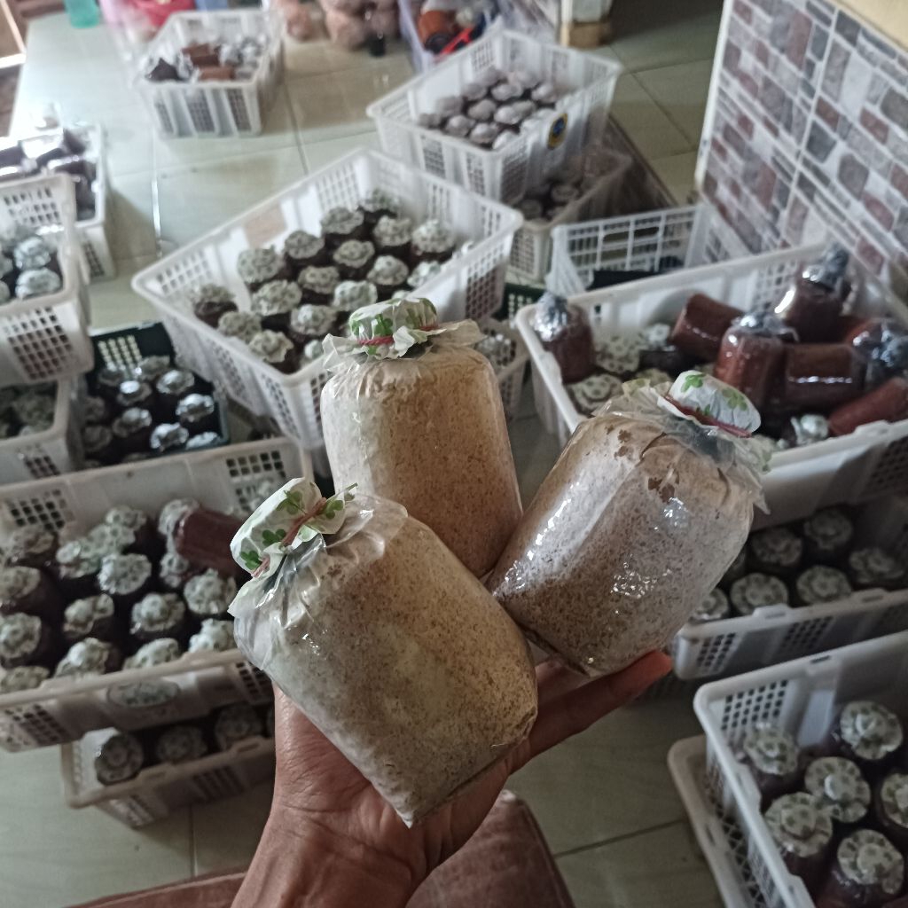3 Varian Bibit F2 Jamur Kuping jamur tiram putih dan coklat kemasan plastik media serbuk jagung gili