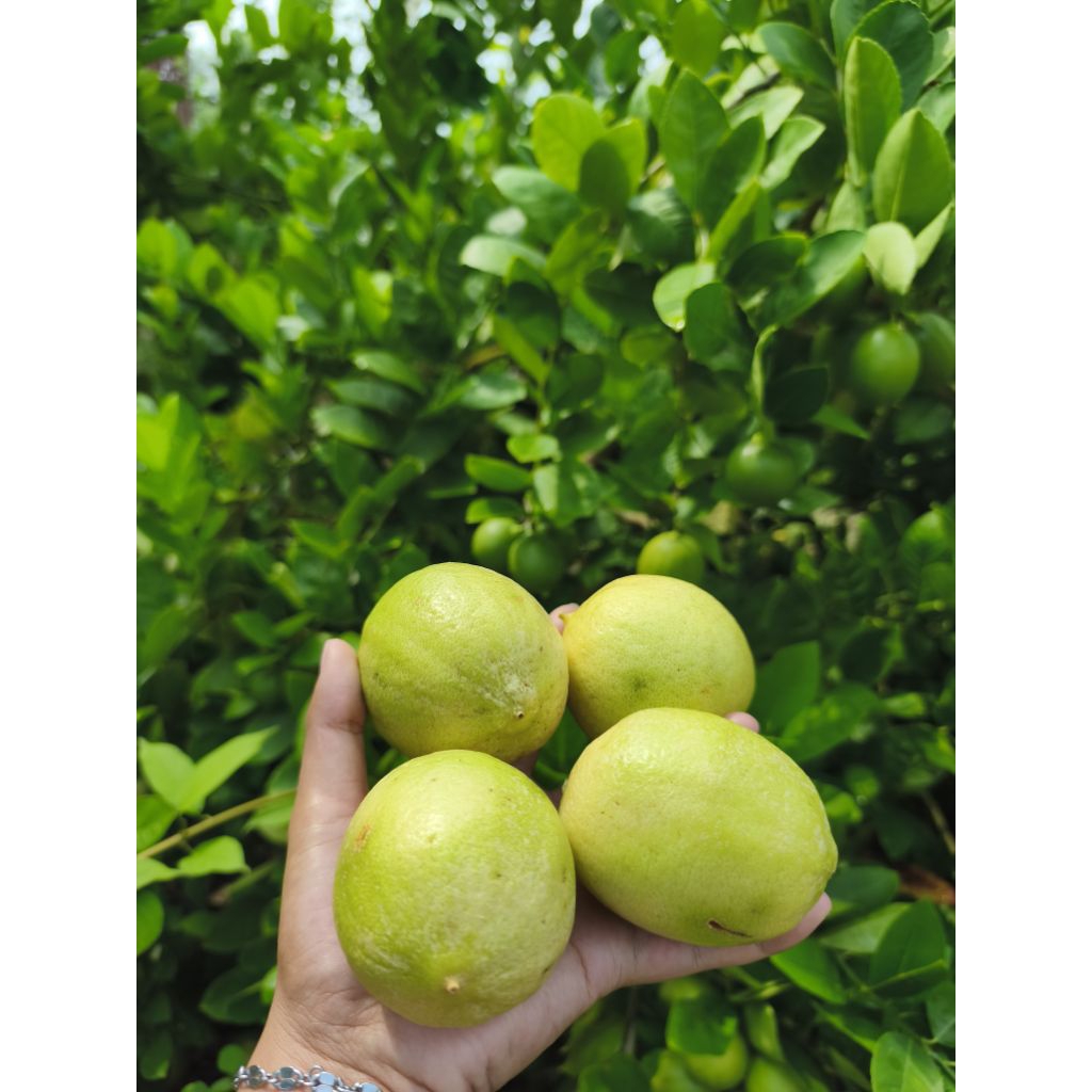 Lemon Lokal kebun sendiri