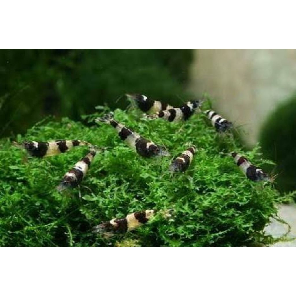 UDANG HIAS AQUASCAPE BLACK BEE