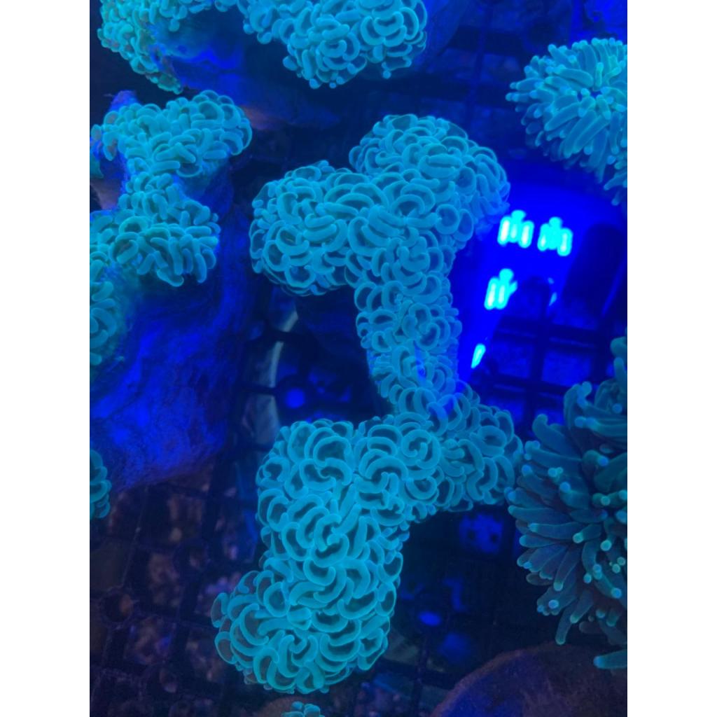 Coral / Koral Karang Siwalan