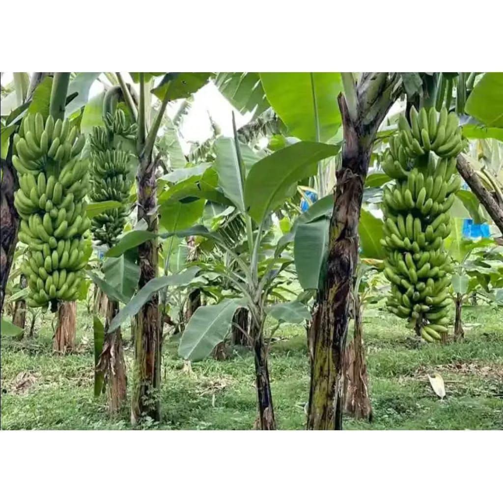 TERLARIS BIBIT PISANG RAJA BULU - BENIH PISANG RAJA