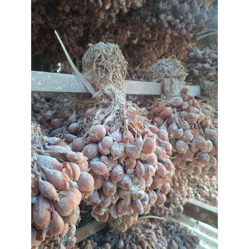 Bibit Bawang Merah Nganjuk Tajuk Tailan Siap Tanam 100 Gram