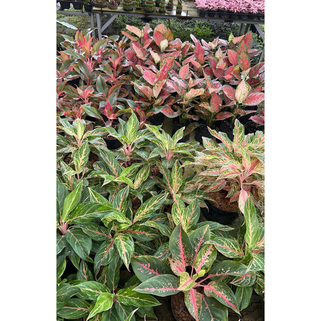 Aglaonema dut Aglaonema butterfly Aglaonema lipstik