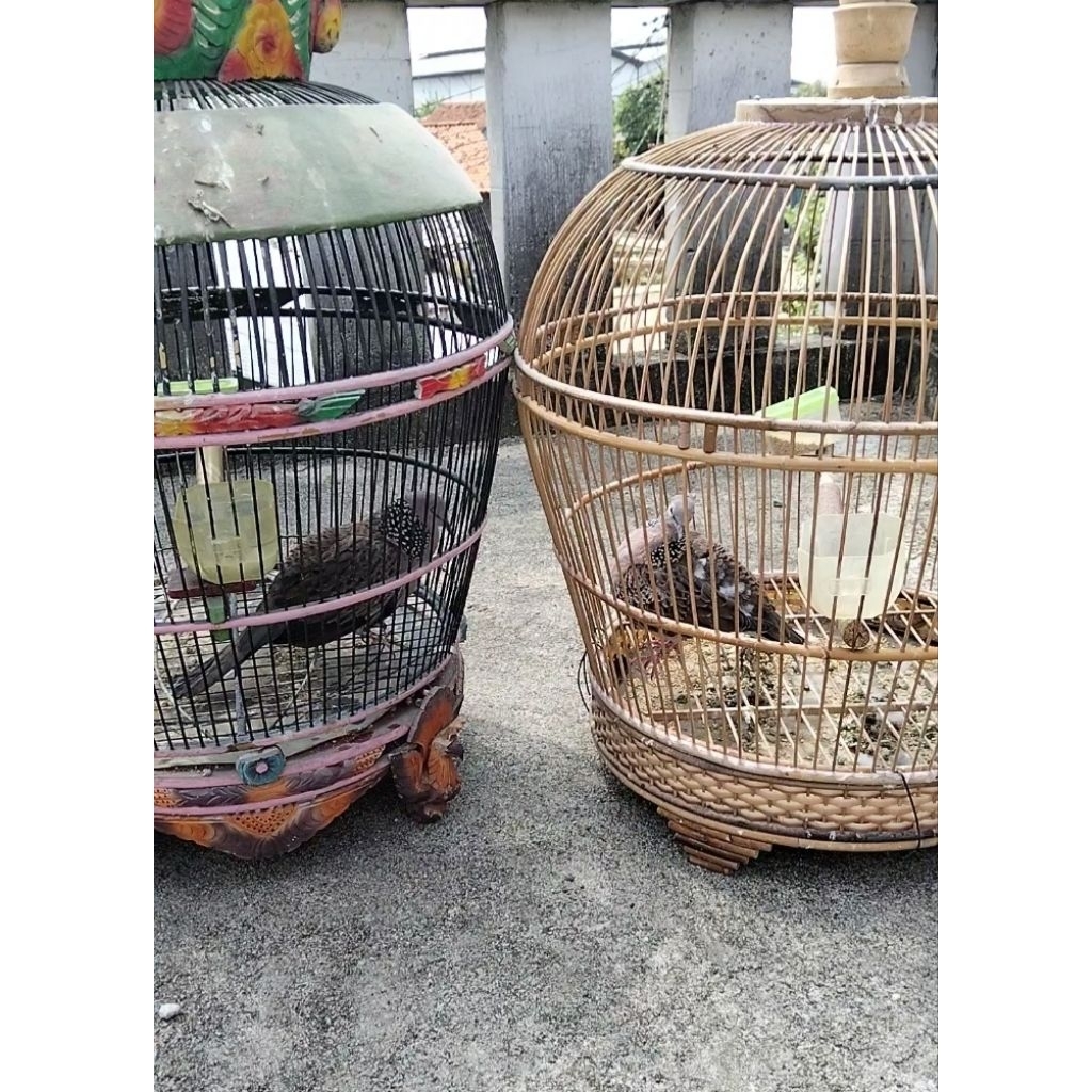 tekukur kuk3 warna akam