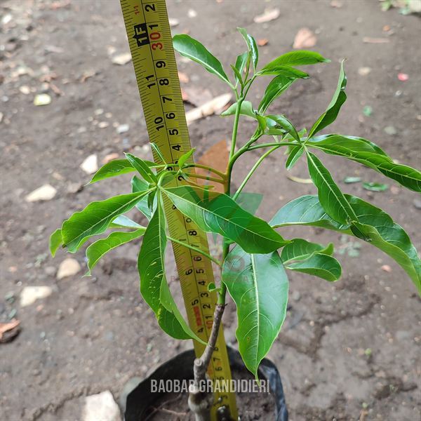 Bibit Pohon Baobab Grandidieri ASLI Siap Tanam