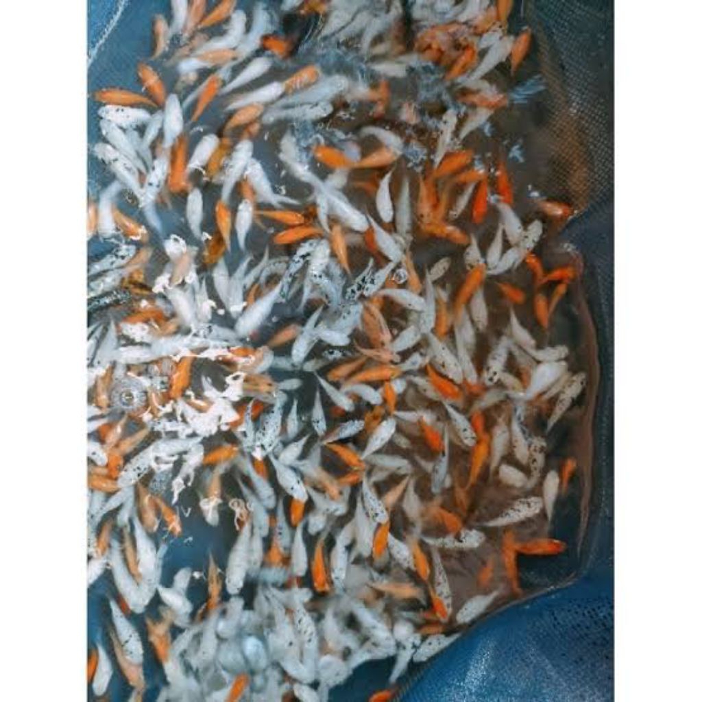200 Pcs Pakan Predator Molly Mix - Kandungan Nutrisi Lengkap untuk Ikan Molly