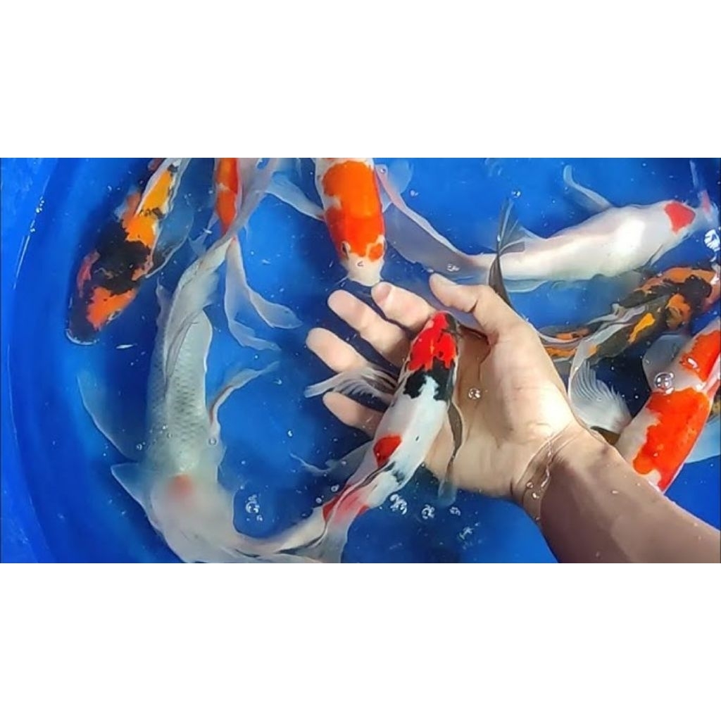 kohaku Sanke Slayer size 10-12cm Sehat Lincah Aktif Siap di besarkan