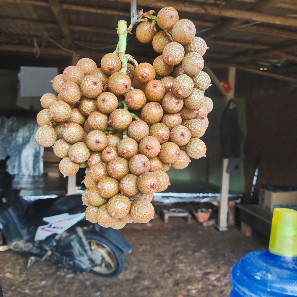 buah jernang hutan/ buah hoe