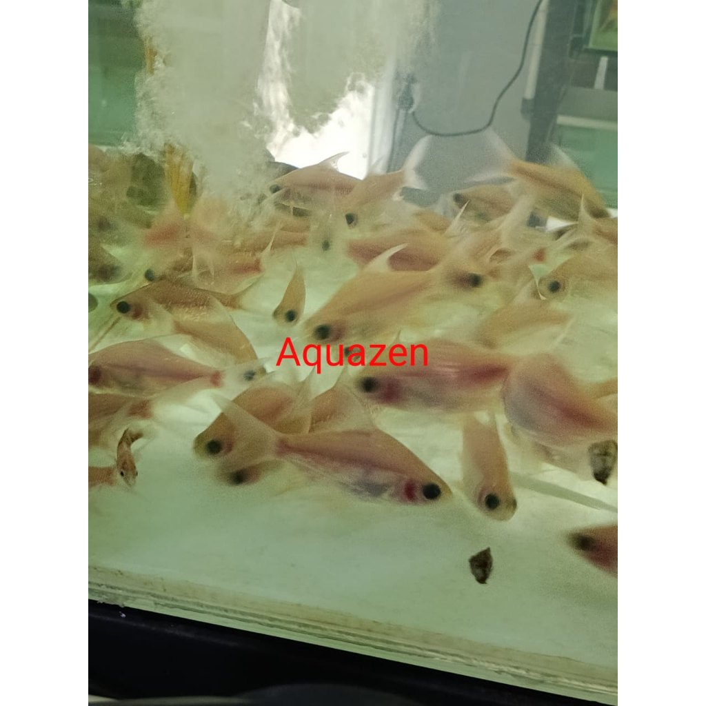 Hiasan Aquarium Kaviat Panda Ikan Pembersih Tank Mate