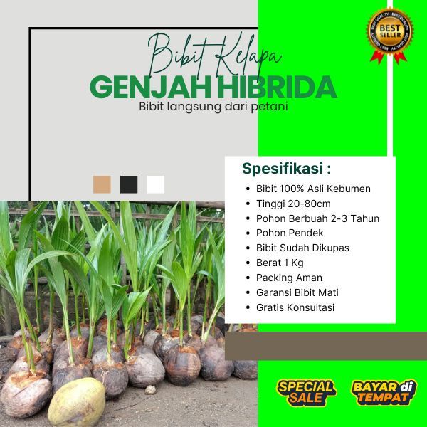 TERBAIK  Bibit Kelapa Hibrida Hijau, Bibit Kelapa Hibrida Jumbo
