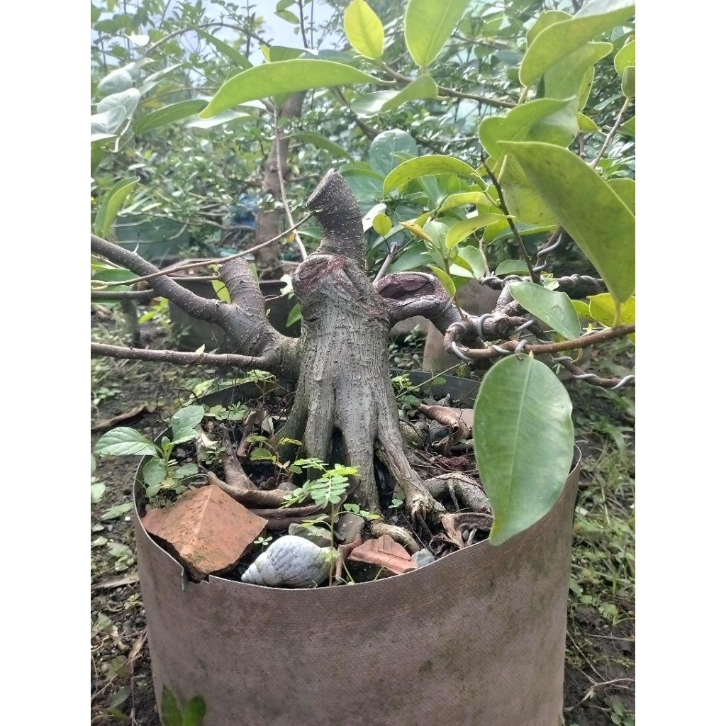 Bonsai iprik program akar bogel