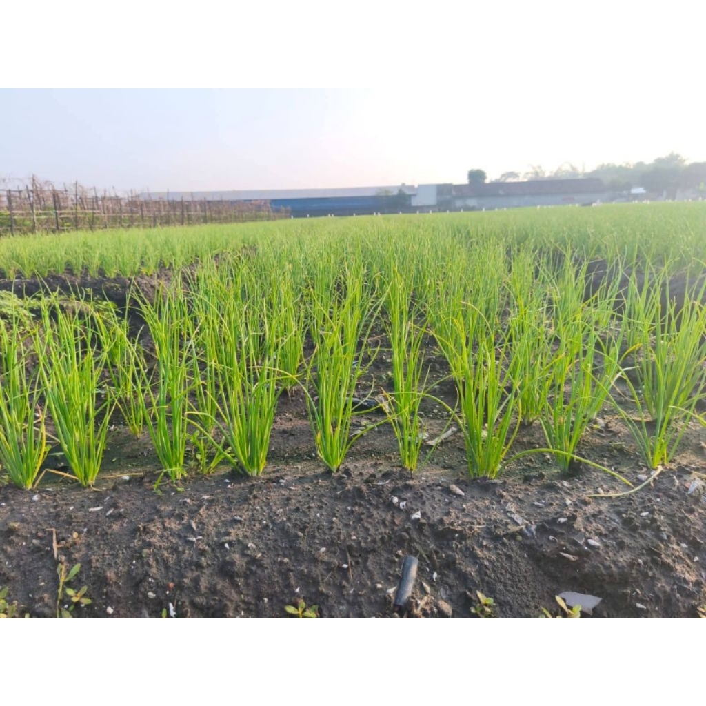 Bibit Bawang Merah Tajuk Nganjuk Super Siap Tanam 500gr