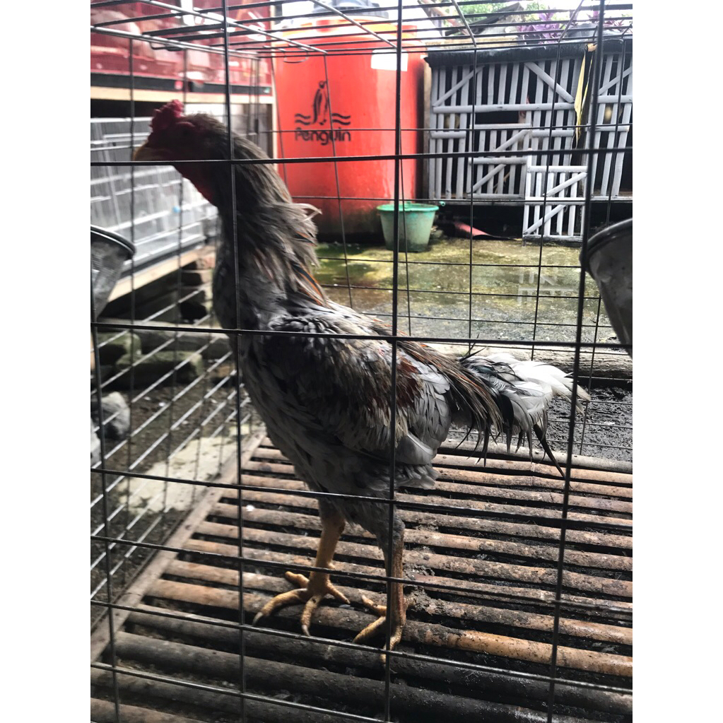 Ayam bangkok klasik