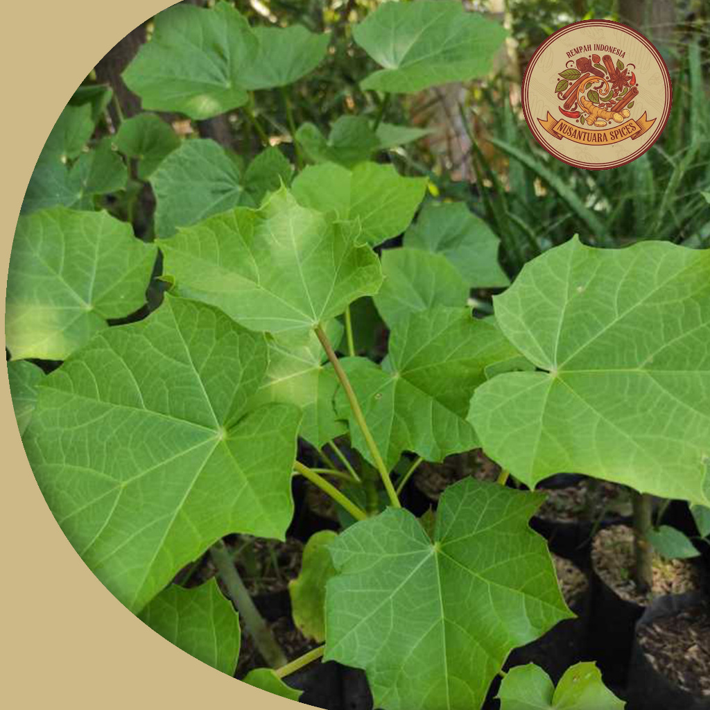 Daun Jarak Segar Untuk Kesehatan Dan Minyak