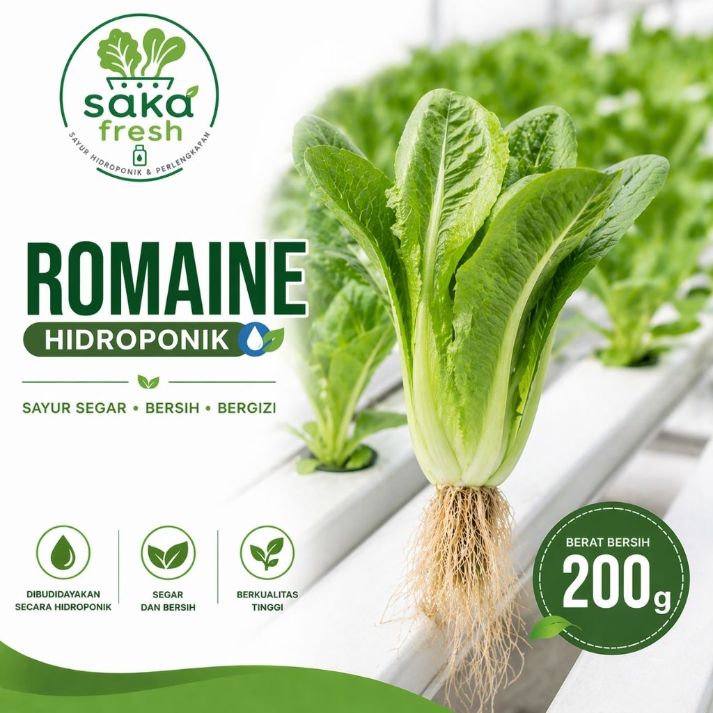 Sayur Romaine 200 gr Sayur Segar Hidroponik Romaine Lettuce