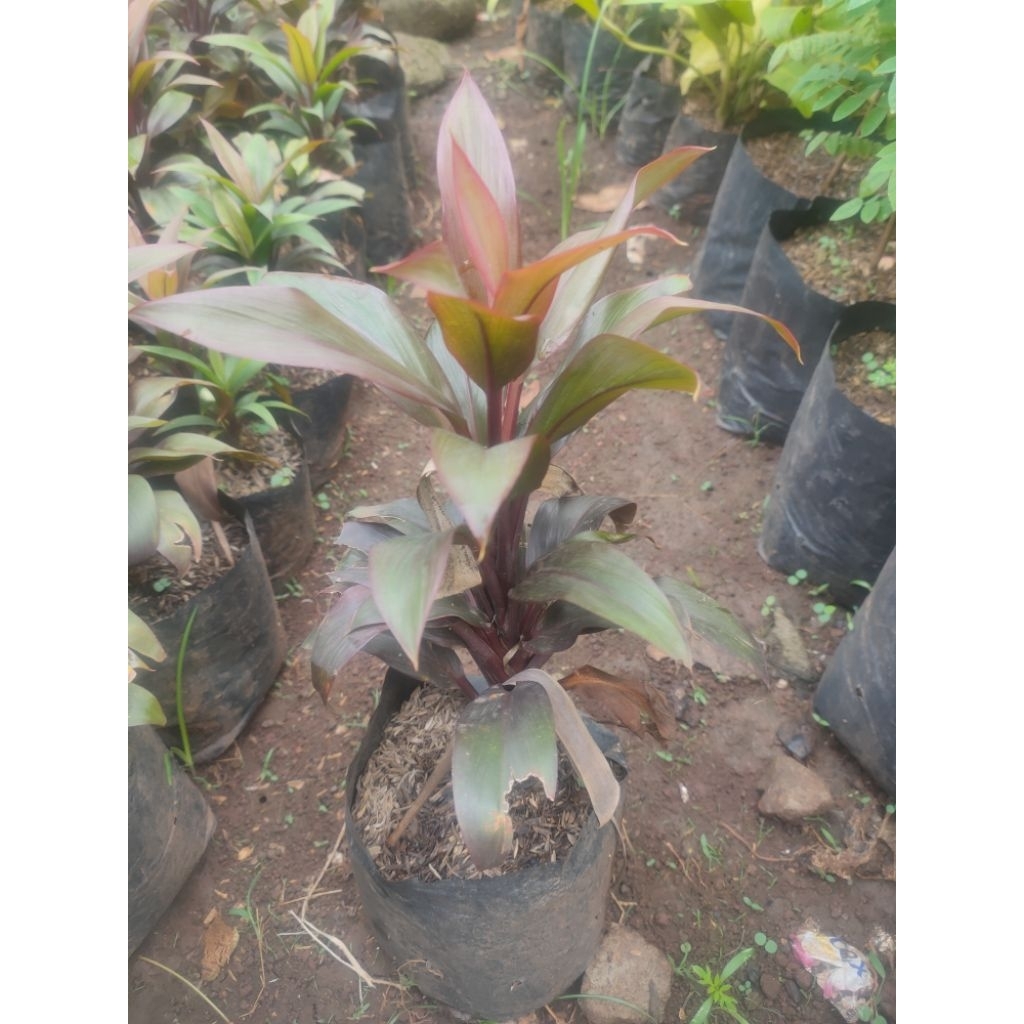hanjuang merah/andong