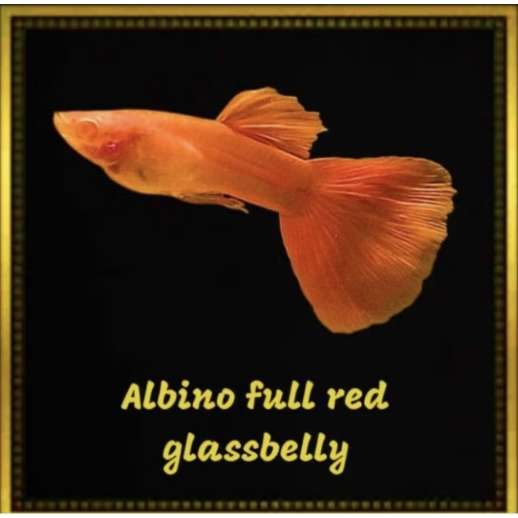 aksesoris gUppy ( AFR GB Ribbon ) 1pair