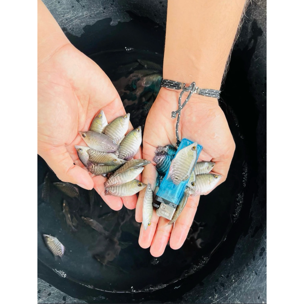 bibit ikan GURAMEH SOANG UKURAN BENSOL. 50 ekor bonus5