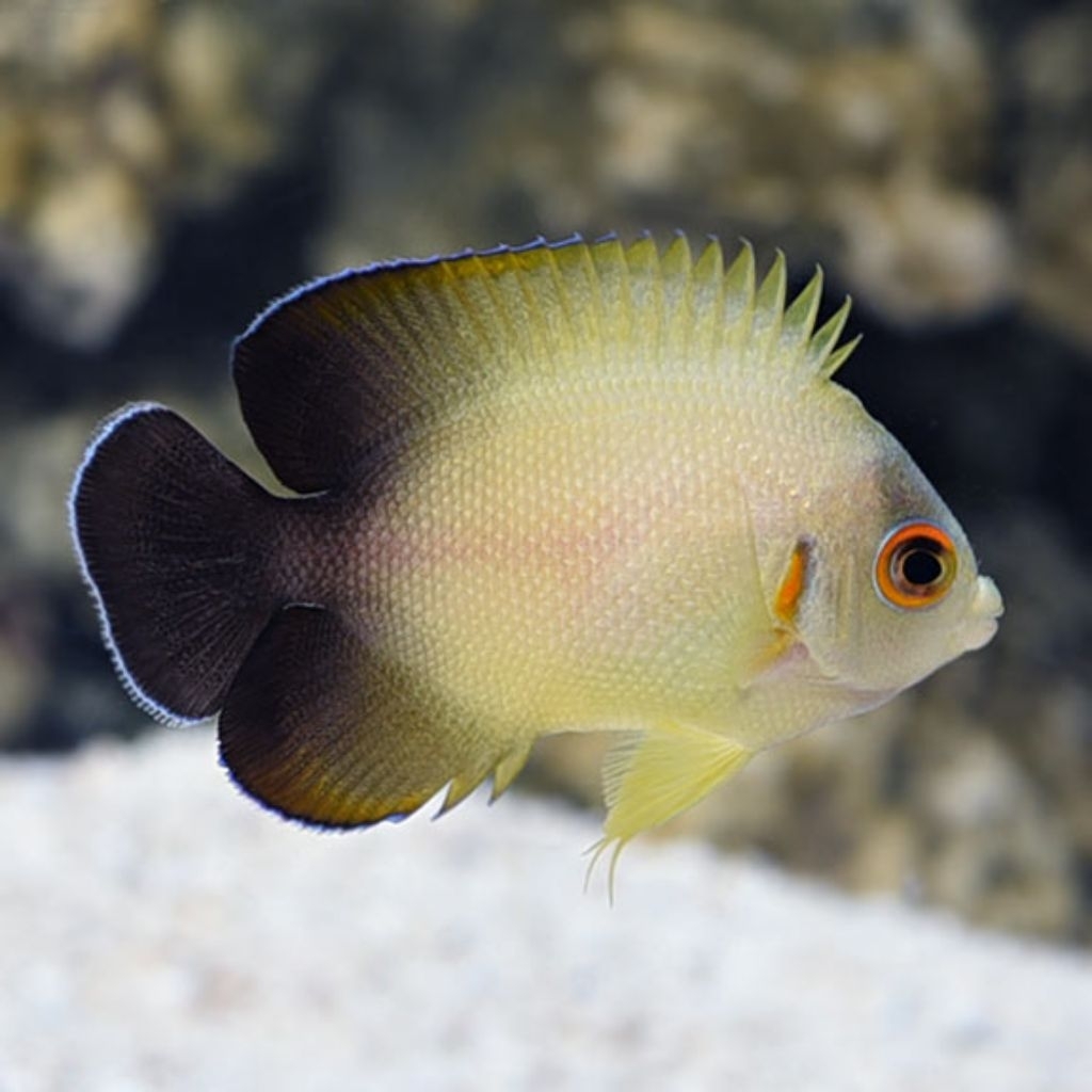 Ikan Hias Air Laut Angel Abu B (Half Black Angelfish)