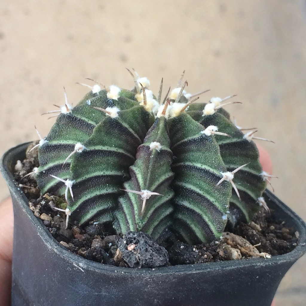 LL5 gymno lb hybrid kaktus gymnocalycium lb2178 lb 2178 tanaman has hidup gurun