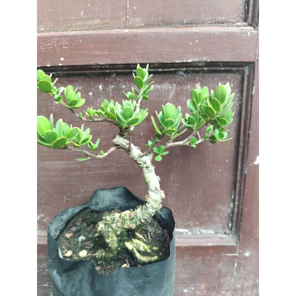 (sesuai gambar) santigi mawar daun bulat