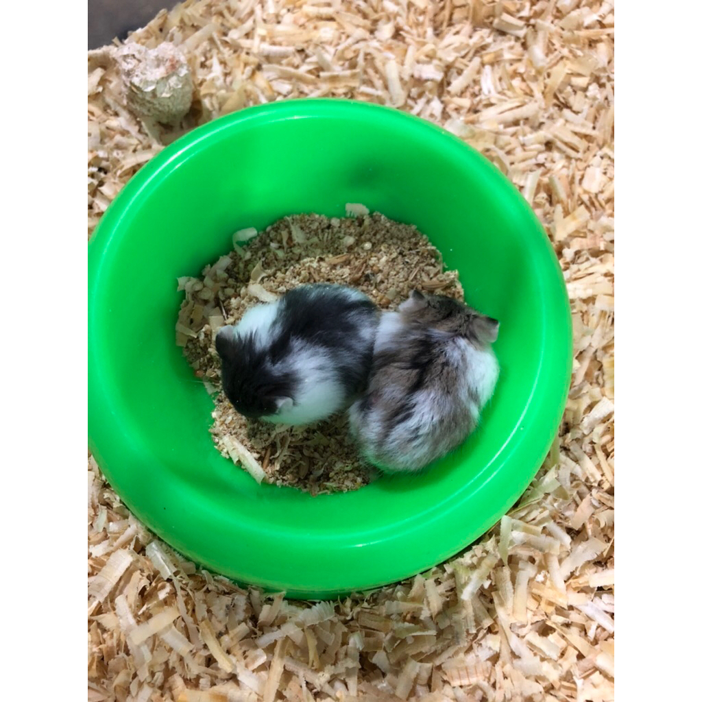 Hamster Campbell