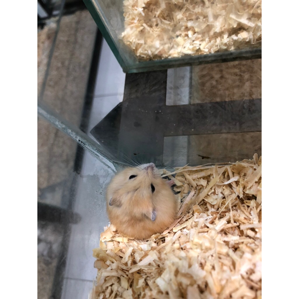Hamster Winter White