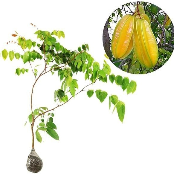 bibit belimbing sembiring okulasi