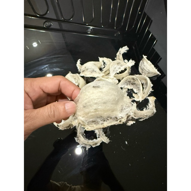 Sarang Burung Walet Mangkok kotor Super 15 Gram