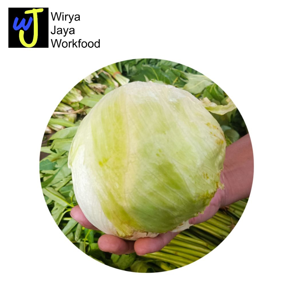 Lettuce Head / Letus Segar