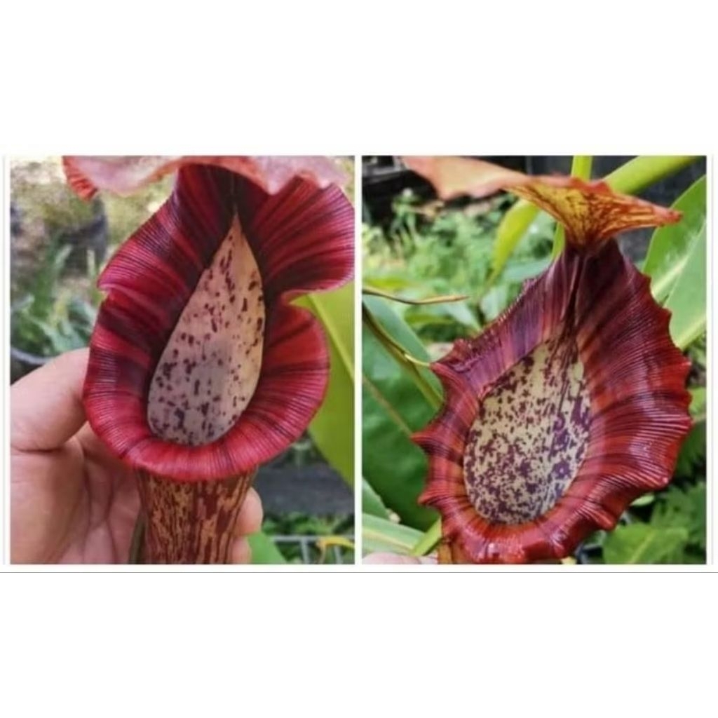 seedling nepenthes hybrid BBTC x NLVB
