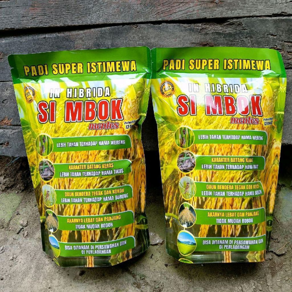 BENIH PADI SIMBOK 5 KG bisa menghasilakan 10-12 Ton/H