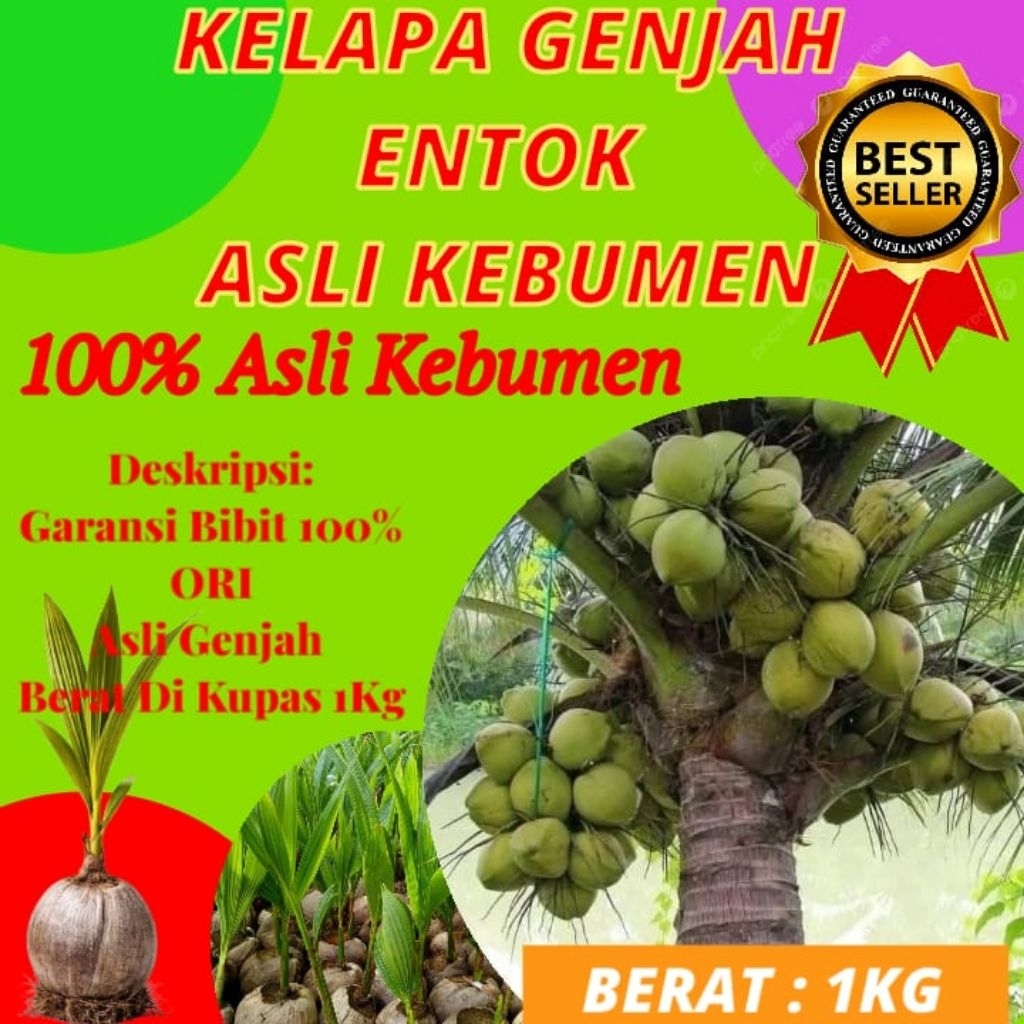 HARGA GROSIR  Bibit Buah Kelapa Pendek Entok Jumbo, Bibit Buah Kelapa Pendek Entok