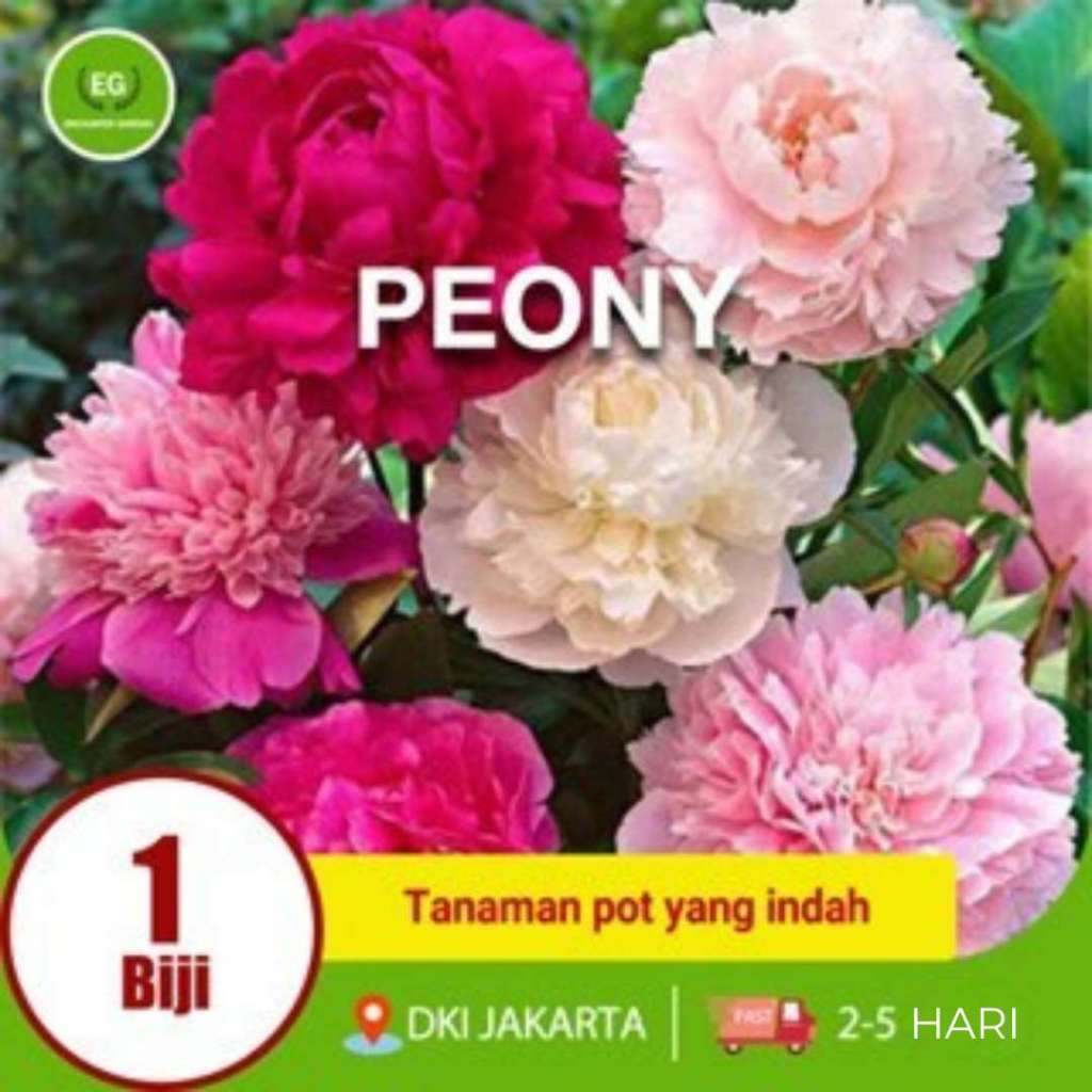 Benih Biji Bibit Bunga Peony Mix