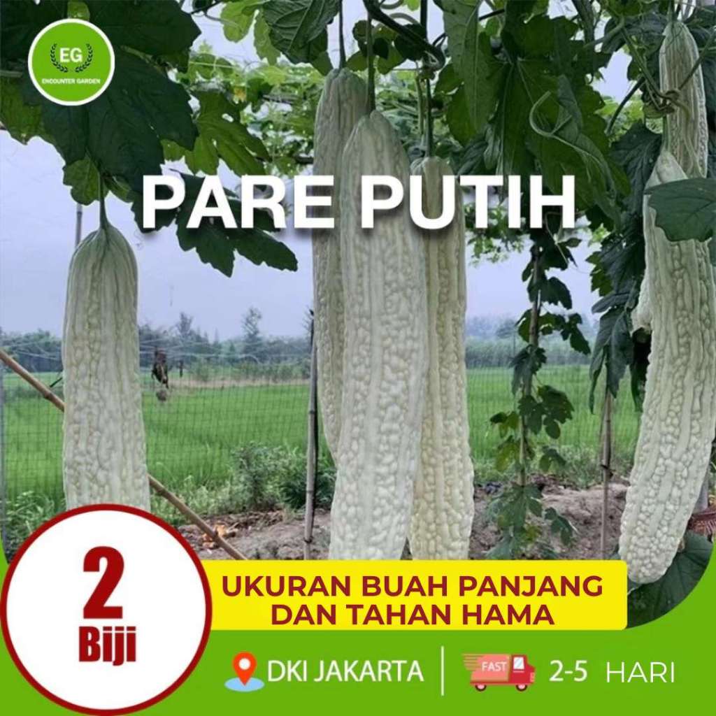 Benih Bibit Pare Putih HIGH MOON - Bibit Tanaman Sayur Sayuran Pare Paria Unik Pare Raden Gambas
