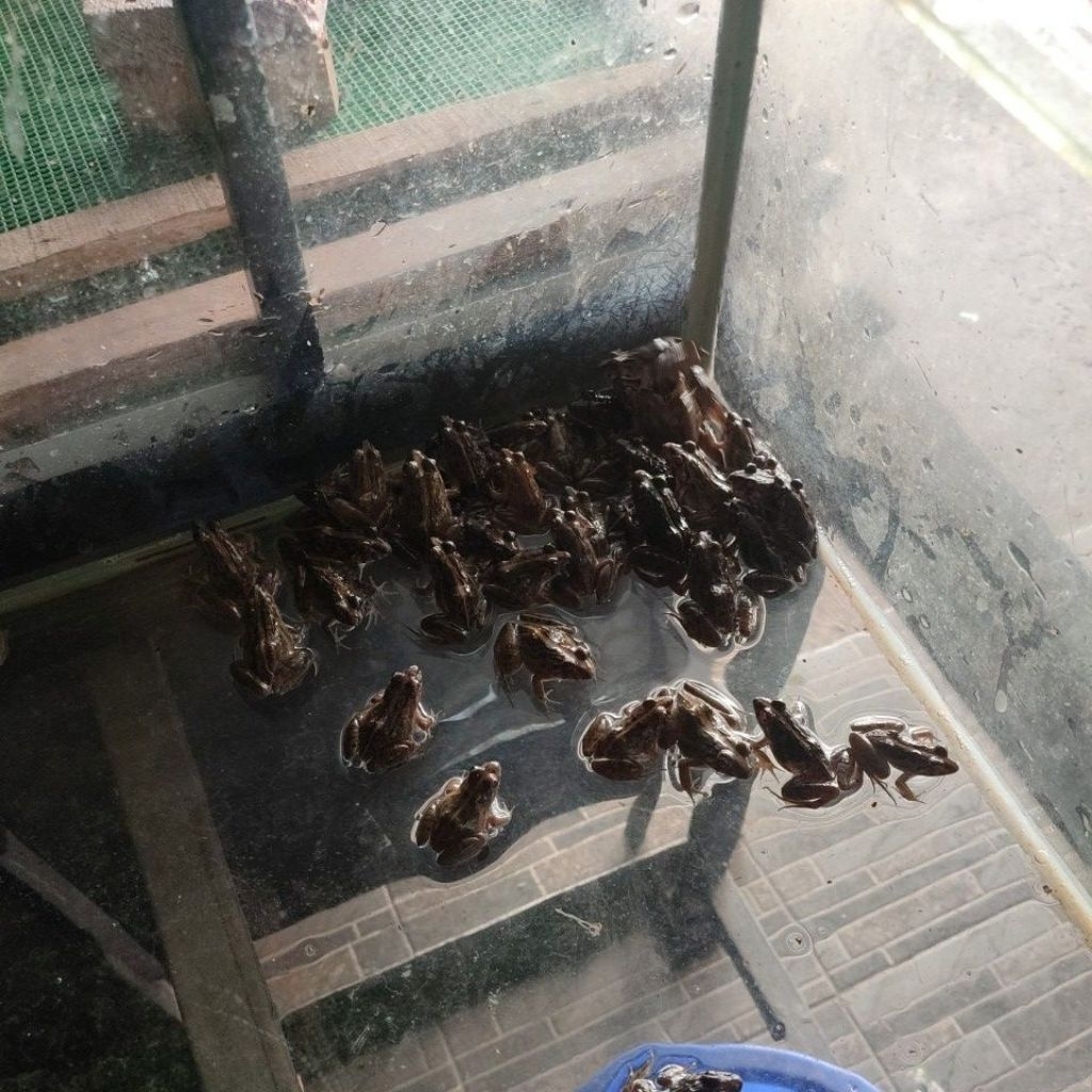 umpan/pakan hidup-(kodok,jangkrik,ulat)