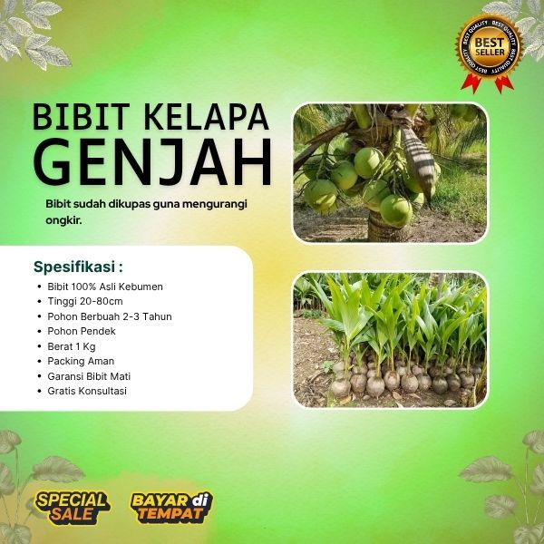PALING DICARI  Pohon Kelapa Hibrida Besar, Pohon Kelapa Hibrida F1