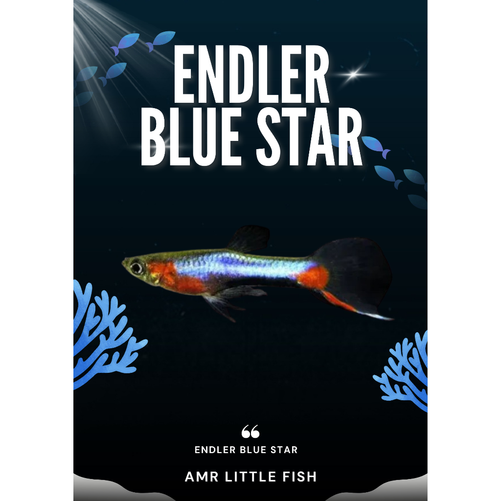 AMR - ENDLER BLUE STAR