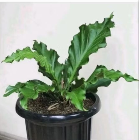 tanaman hias anthurium gelombang cinta - anthurium gelombang cinta